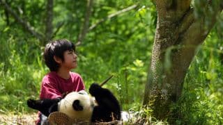 Panda a já